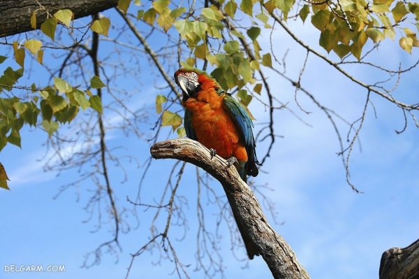 عکس بزرگترین طوطی جهان