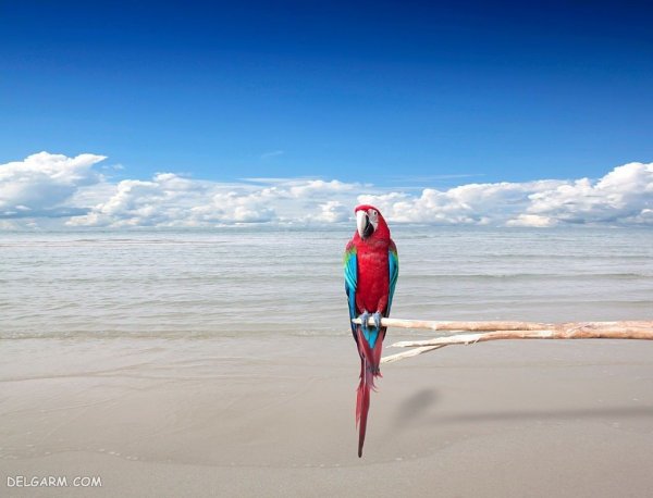  عکس بزرگترین طوطی جهان