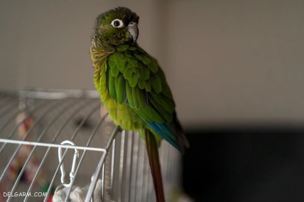  عکس بزرگترین طوطی جهان