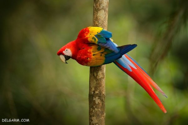  عکس بزرگترین طوطی جهان