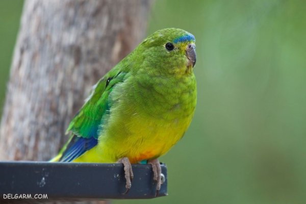  عکس بزرگترین طوطی جهان