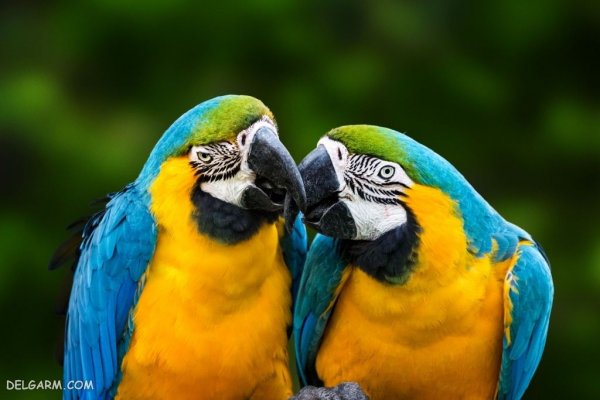  عکس بزرگترین طوطی جهان