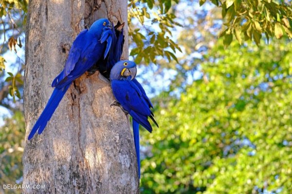  عکس بزرگترین طوطی جهان