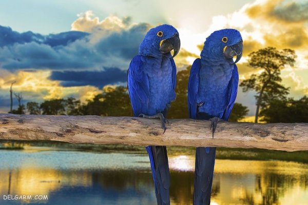  عکس بزرگترین طوطی جهان