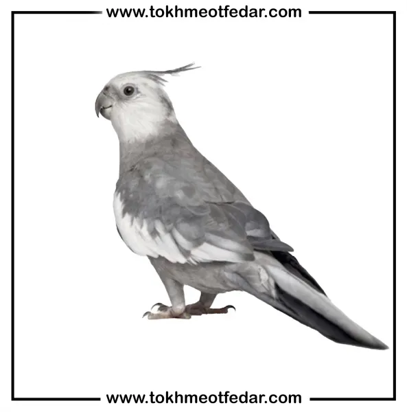 عکس بزرگترین عروس هلندی جهان