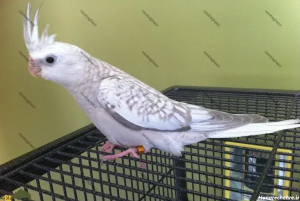  عکس بزرگترین عروس هلندی جهان