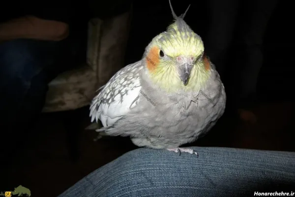  عکس بزرگترین عروس هلندی جهان