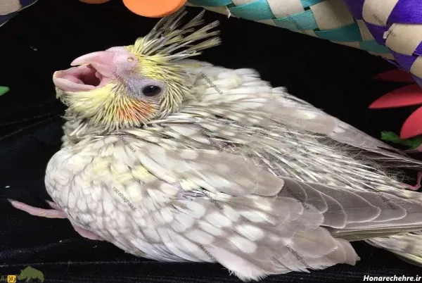  عکس بزرگترین عروس هلندی جهان