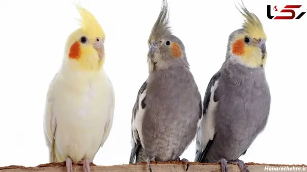  عکس بزرگترین عروس هلندی جهان