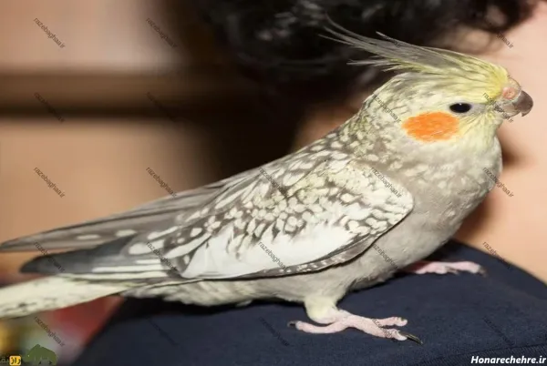  عکس بزرگترین عروس هلندی جهان