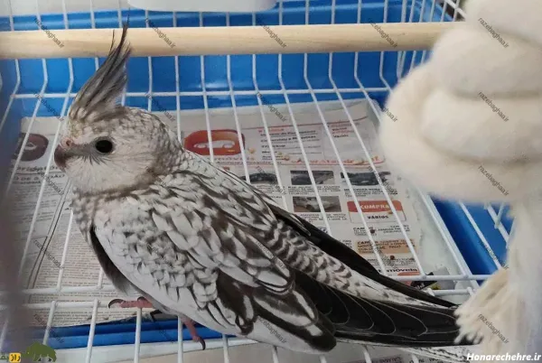  عکس بزرگترین عروس هلندی جهان