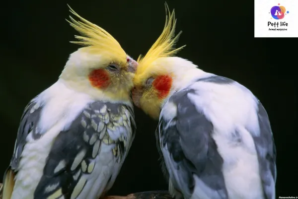  عکس بزرگترین عروس هلندی جهان