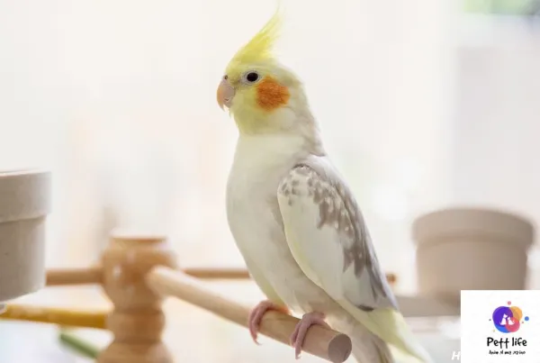  عکس بزرگترین عروس هلندی جهان