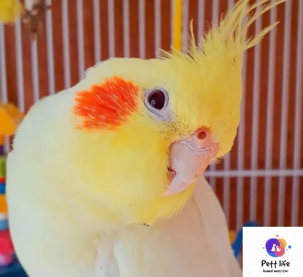  عکس بزرگترین عروس هلندی جهان