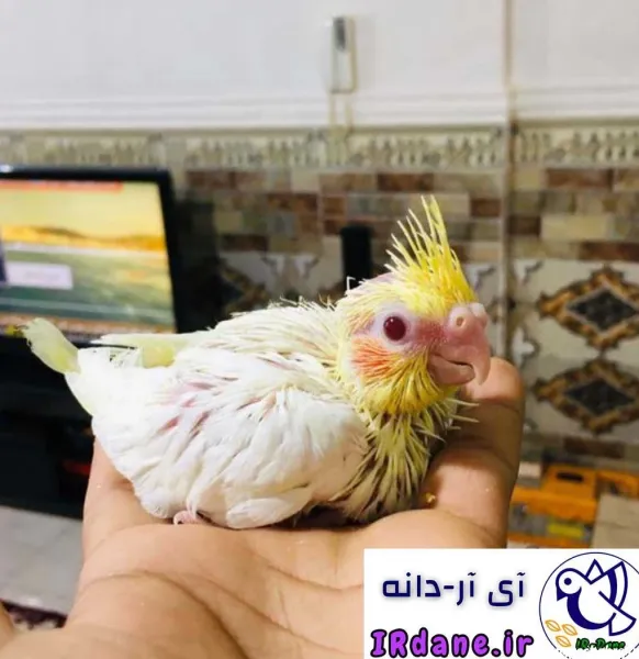  عکس بزرگترین عروس هلندی جهان