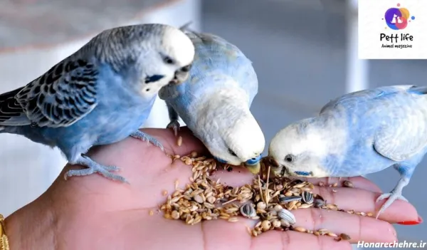  عکس بزرگترین عروس هلندی جهان