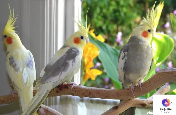  عکس بزرگترین عروس هلندی جهان