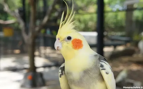  عکس بزرگترین عروس هلندی جهان