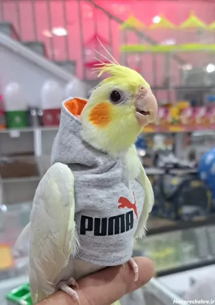  عکس بزرگترین عروس هلندی جهان