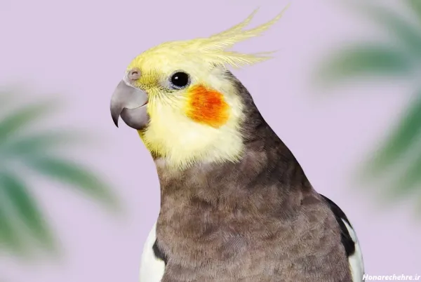  عکس بزرگترین عروس هلندی جهان