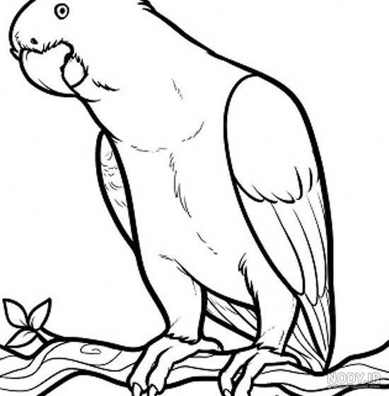 عکس طوطی نقاشی