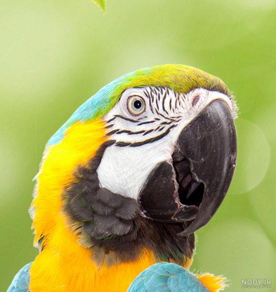  عکس طوطی نقاشی