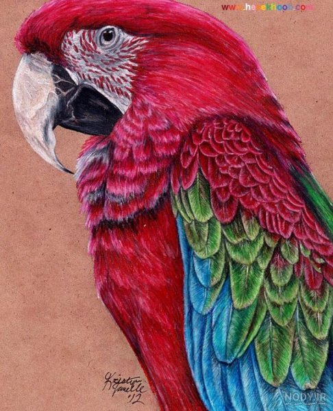  عکس طوطی نقاشی