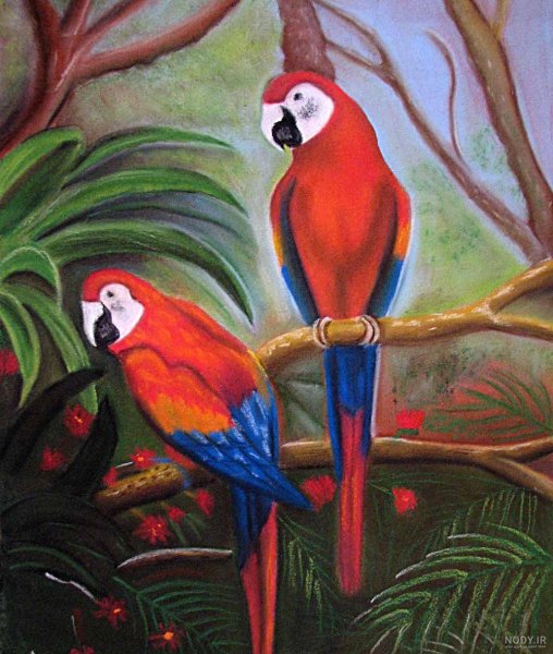  عکس طوطی نقاشی
