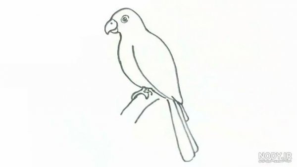  عکس طوطی نقاشی