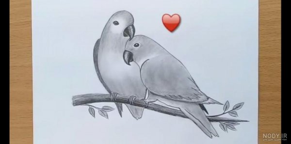  عکس طوطی نقاشی