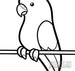  عکس طوطی نقاشی