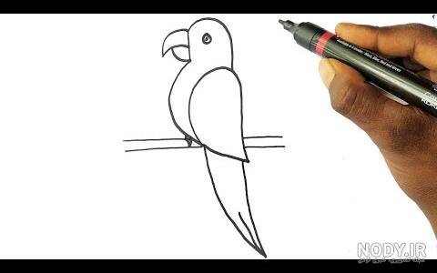  عکس طوطی نقاشی