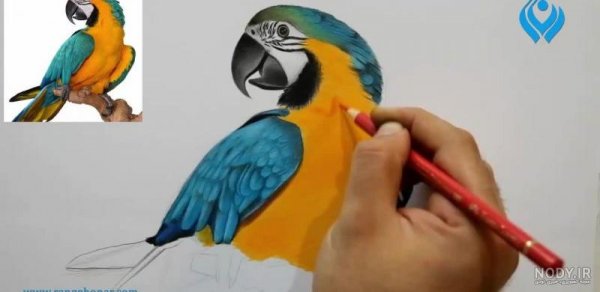  عکس طوطی نقاشی