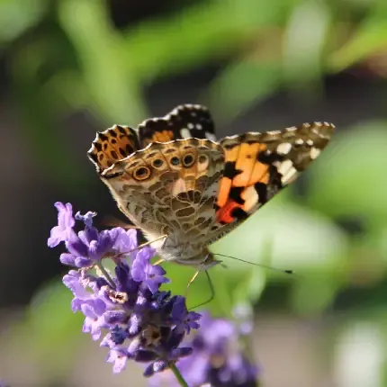  تصویر های زیبا