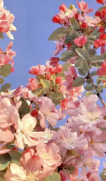  عکس آرامش بخش بهاری