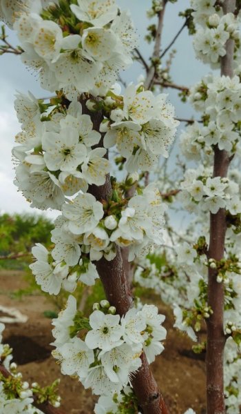  عکس آرامش بخش بهاری