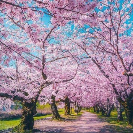  عکس آرامش بخش بهاری