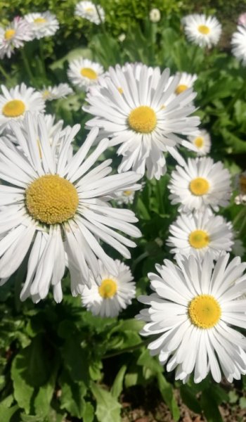  عکس آرامش بخش بهاری