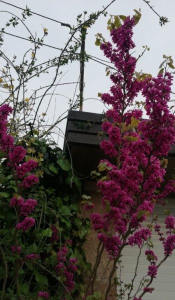  عکس آرامش بخش بهاری