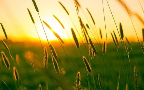  عکس آرامش بخش تابستانی