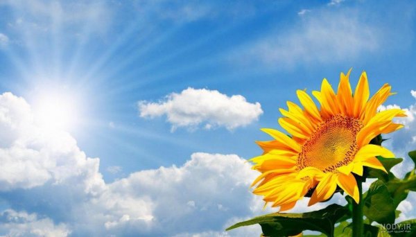 عکس تابستانی طبیعت