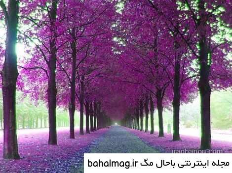  عکس طبیعت تابستانی برای پروفایل