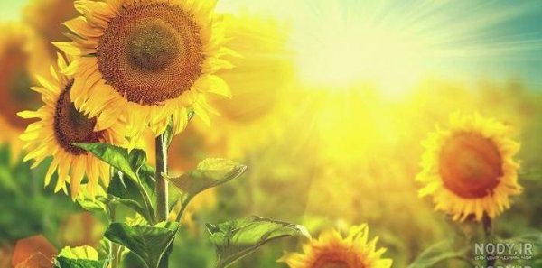  عکس تابستان واقعی