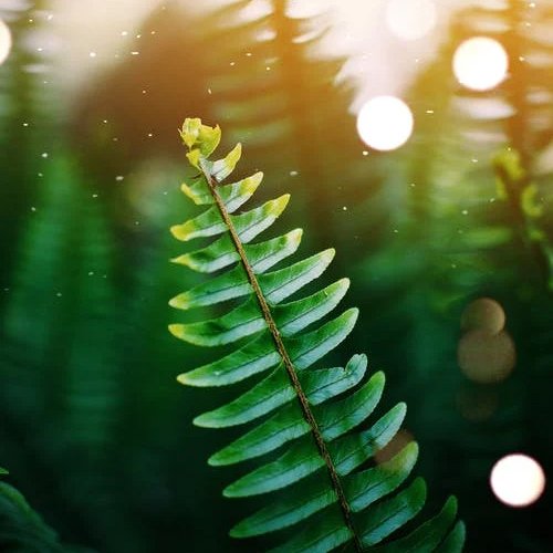 عکس تابستانی طبیعت