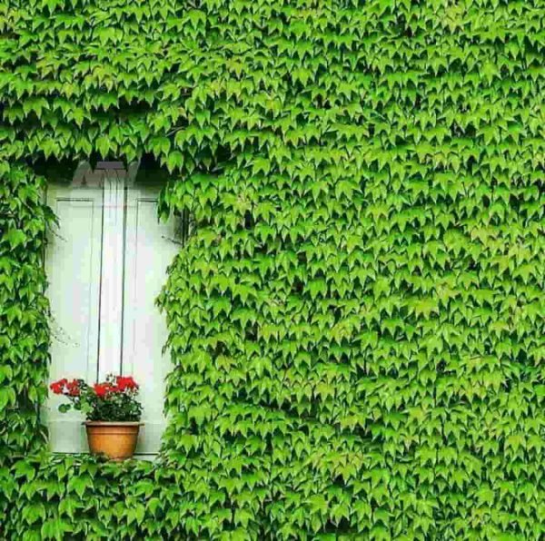  عکس پروفایل هنری خاص از طبیعت