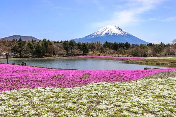  عکس دیدنی از مزرعه گل