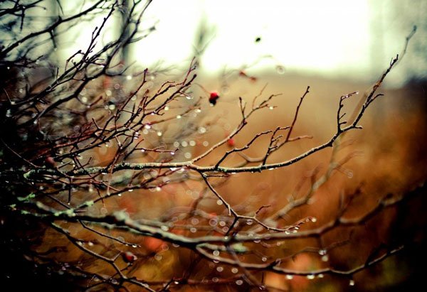  تصاویر طبیعت پاییزی زیبا