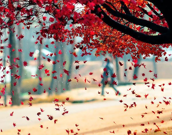  تصاویر طبیعت پاییزی زیبا