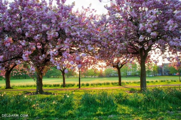  عکس طبیعت با شکوفه های بهاری