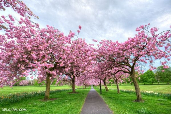  عکس طبیعت با شکوفه های بهاری